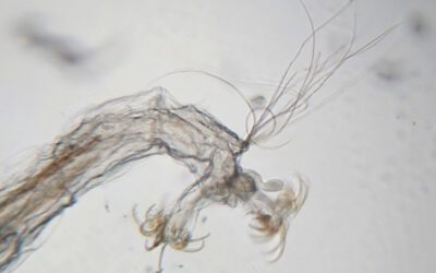 Macroinvertebrados Aquáticos como Bioindicadores