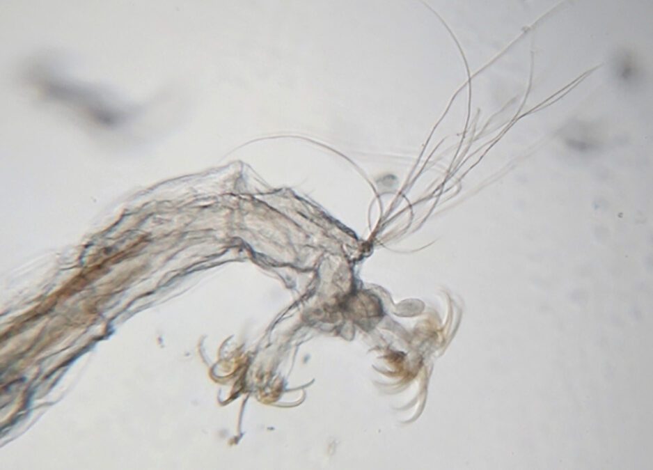 Macroinvertebrados Aquáticos como Bioindicadores