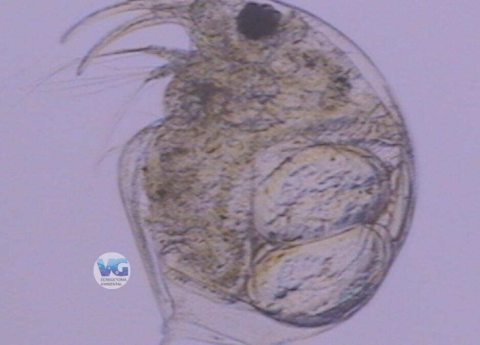 O Manual Ilustrado de Zooplancton Límnico e a sua Importância para o Monitoramento Ambiental