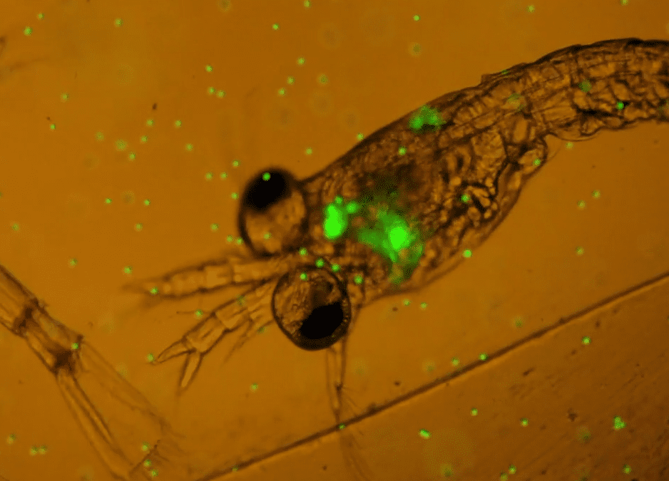 O Efeito dos Microplásticos no Zooplâncton Marinho